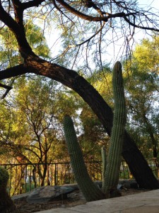 Cactus met Boom