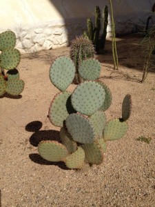 Nog een Cactus