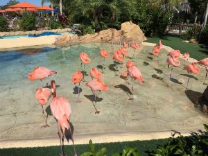 Flamingo's in Aquatico
